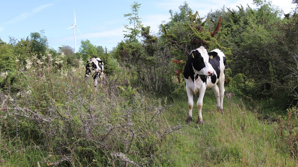 Naturvårdare på naturbete vid Pilgårds i När.