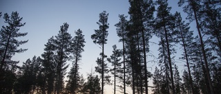 Svamp och älg skadar Norrbottens skog