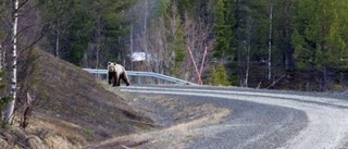 Björnmöte med skjutklar kamera