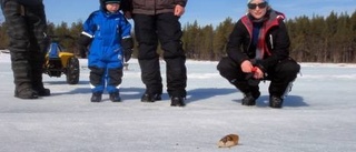 Arjeplogarna tror på rekordår