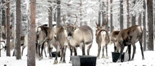 Krister Pounu, KD i Kiruna: Varför styr staten vem som får ha renskötselrätt?