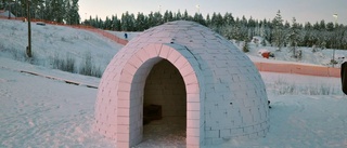 Renen Reine bor i wellpappigloo