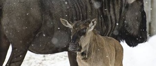 Nyfödd gnu i Kolmården