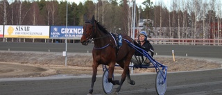 OK Nalan redo att plocka upp segertråden på Bodentravet: "Kusken har kört bra och hästen är i form"