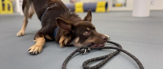 Strängnäs första hundhall – agility, hoopers och nosework: "Man ska ha kul med sin hund!"