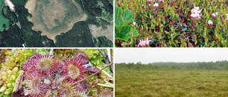 Eskilstuna har fått ett nytt naturreservat