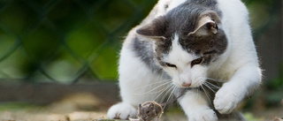 Musgift begränsas efter kattdöd