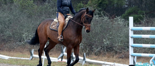 På väg till Gothenburg Horse Show