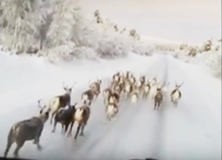 Sameradion och SVT Sápmi uppmärksammade filmen först.