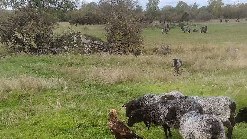 Nyfikna lamm luktar på kungsörnen. Bilden är tagen i Katthammarsvik. 