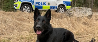 Polishunden Luna avgörande i tjuvjakt