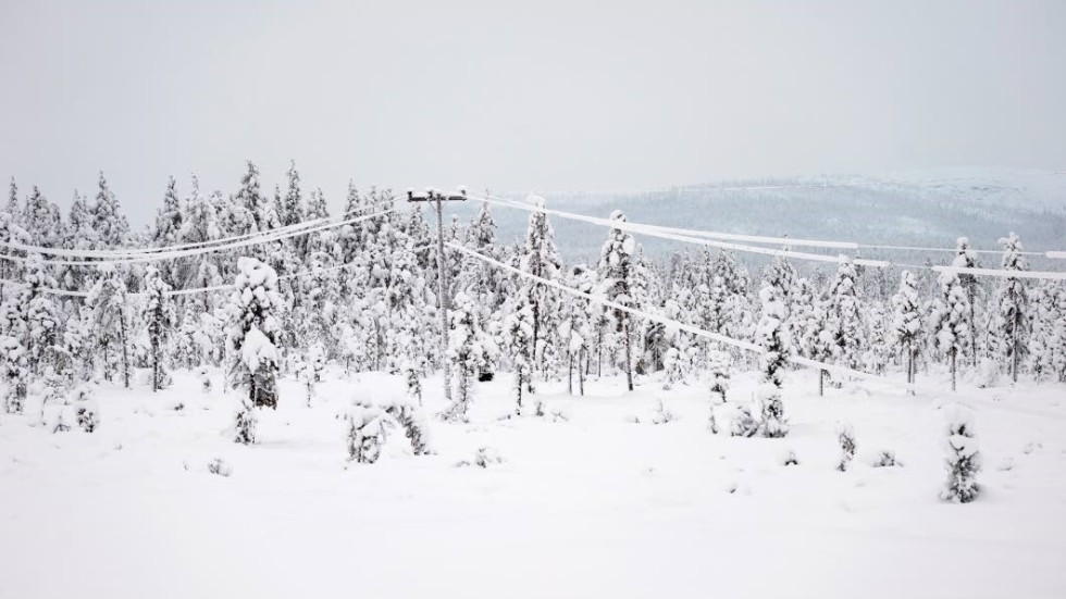 I början av kommande vecka väntas det bli rejält kallt och blåsigt i Lapplandsfjällen med hög risk för förfrysning och nedkylning, skriver SMHI. (Arkivbild).
