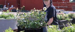 Årets blomstertema – en bisak 