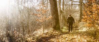 Rädda resterna av den svenska naturskogen