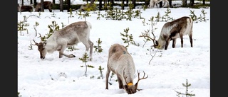 Varg dödar renar i Arvidsjaur-trakten: Ansöker om skyddsjakt