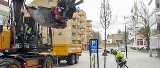 Nu är nya träden på plats på Drottninggatan