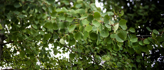 Biobränslen eldar på klimatkrisen