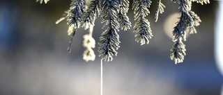 Dagens väder: Mest klart och tidvis snöbyar