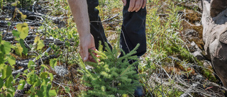 Hedra äganderätten till skogen