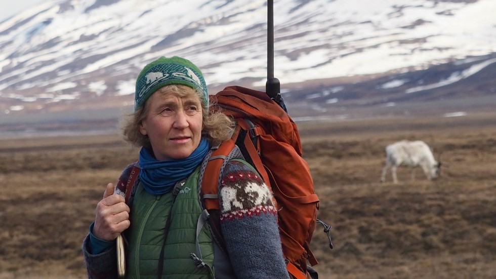 Forskaren Åshild Ønvik Pedersen ser att Svalbardsrenen liksom renarna i Norrbotten har fått svårare att hitta mat för att vintrarna blivit isigare. Men på ögruppen går klimatförändringarna snabbare. 