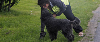 Alla måste plocka upp efter sin hund