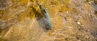 Åtta kommuner ska testa odla fisk inomhus