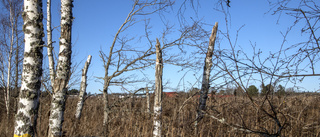 Kommun vill se mer död ved i skogarna