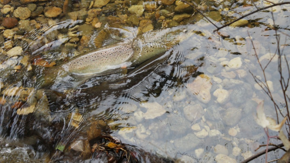 Havsöring leker i Själsöån. Mellan 1 oktober och 31 december, under lekperioden, är det inte tillåtet att fiska havsöring.