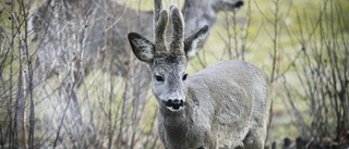 Rådjursolyckorna har minskat något