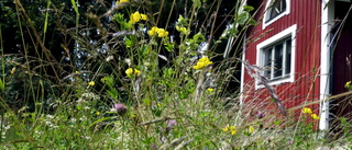 Ängsblommor lever farligt i Tjust