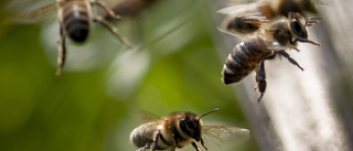 Ö-flytt ska ge resistenta bidrottningar