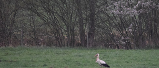 Stork utanför Gamleby väckte uppmärksamhet