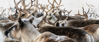 Viruskris drabbar rennäringen