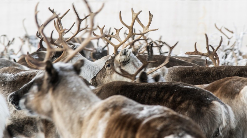 Renar i en fålla nära Jokkmokk i höstas. Nu drabbas näringen av minskad efterfrågan på renkött.
