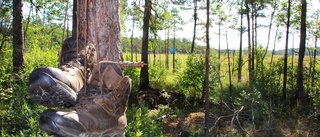 Stillsam sommarvandring för välbefinnandets skull