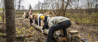 Studenter röjer upp skogen i Gottsunda