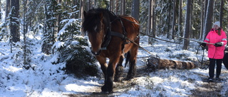 Skogsdagen i Gryssebo kunde genomföras