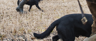 Hundägare attackerad av lösa hundar