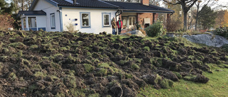 Vildsvin förvandlade trädgården till en åker