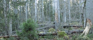 Staten bör lugna ner sin aptit på skog