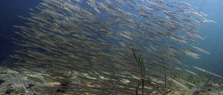 Fiskarna i havet krymper men blir fler