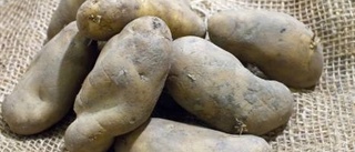 Värdig potatis varje år