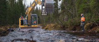 Tallån återställs så att öringen ska komma tillbaka 