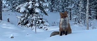 Dagens läsarbild: Nyfiken räv i Markbygden