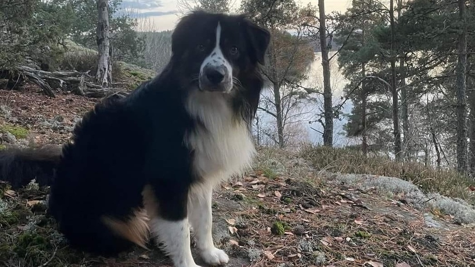 Hunden Billy är av rasen mini american shepherd. Matte berättar att han i vanliga fall är helt orädd och supersocial.