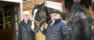 Hästen Stripe flydde i panik – spårades via Facebook och snön