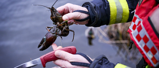 Räddningsdykare hjälpte kräftor (!) i nödläge