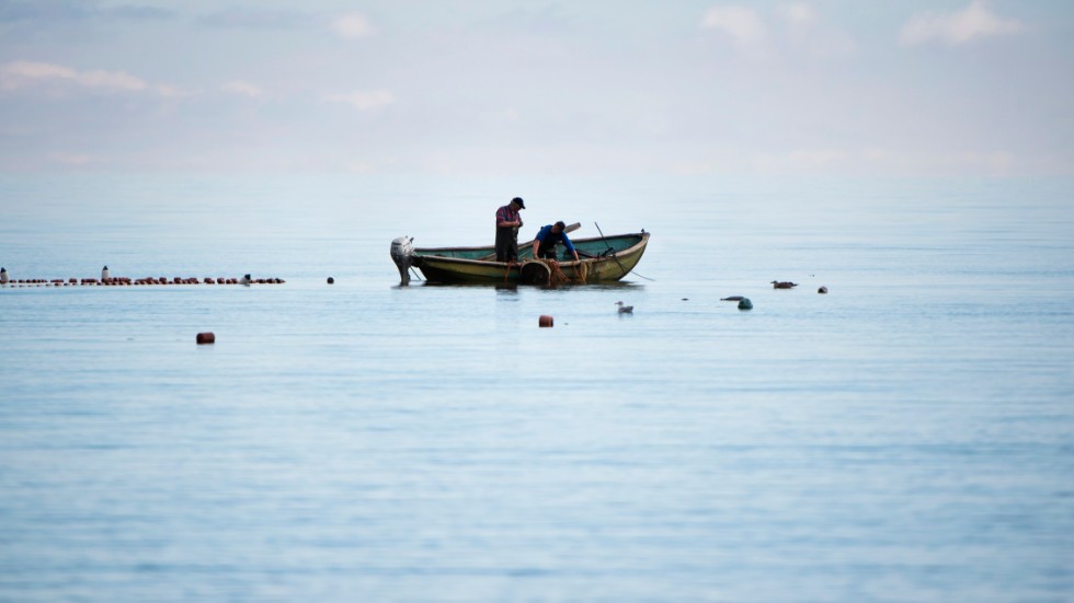 "Naturskyddsföreningen Gotland har i över tio års tid påtalat att fisketrycket på skarpsill och strömming i Östersjön bör begränsas, till fördel för ett småskaligt fiske som gynnar de lokala kustsamhällena". 
