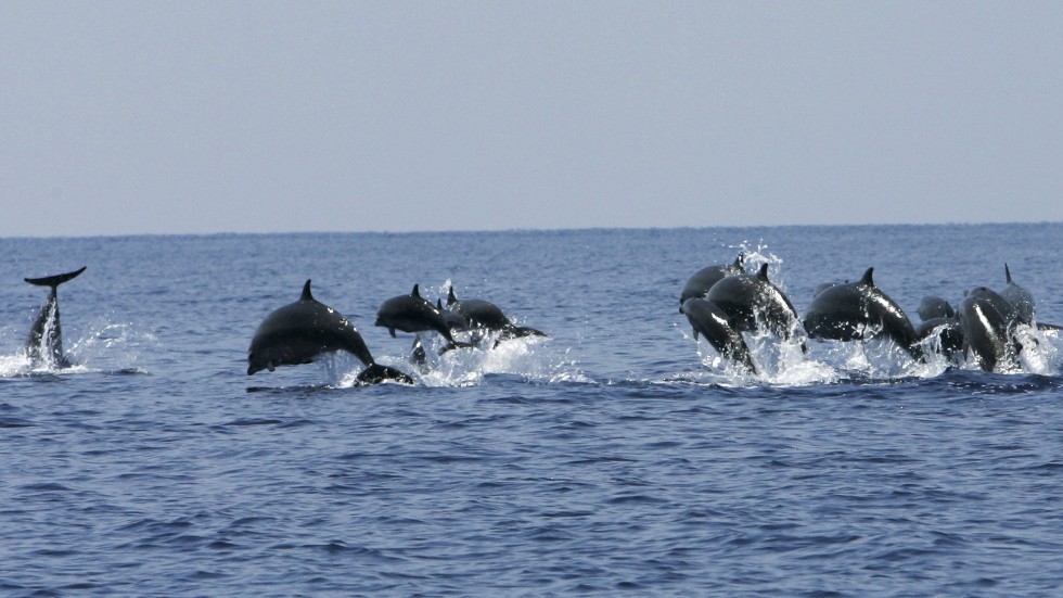 Ett stim delfiner utanför Sulawesi i Indonesien. Delfinerna hör till de viktigaste rovdjuren i oceanerna och bidrar starkt till "rädslans ekologi". Arkivbild.