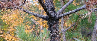 Många orsaker bakom ökade multiskador på ungskogen